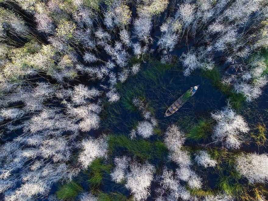 ảnh trong rừng tràm đạt giải siena 2018
