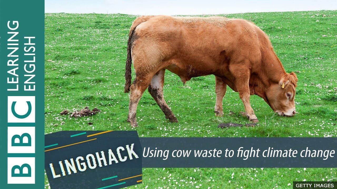 Using cow waste to fight climate change