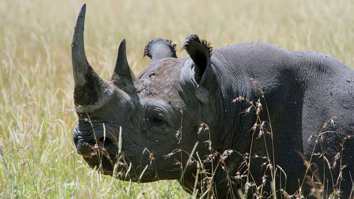Rhinos taken back to Rwanda