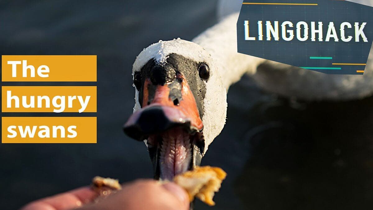 The hungry swan