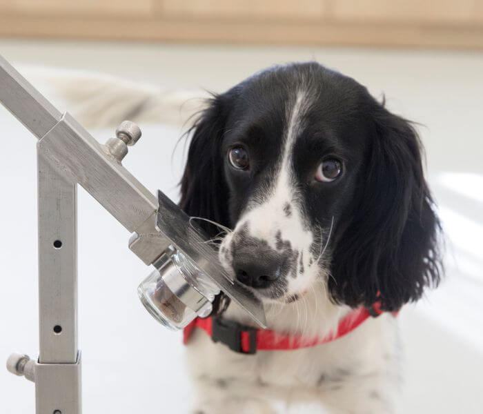 Dogs could help detect malaria