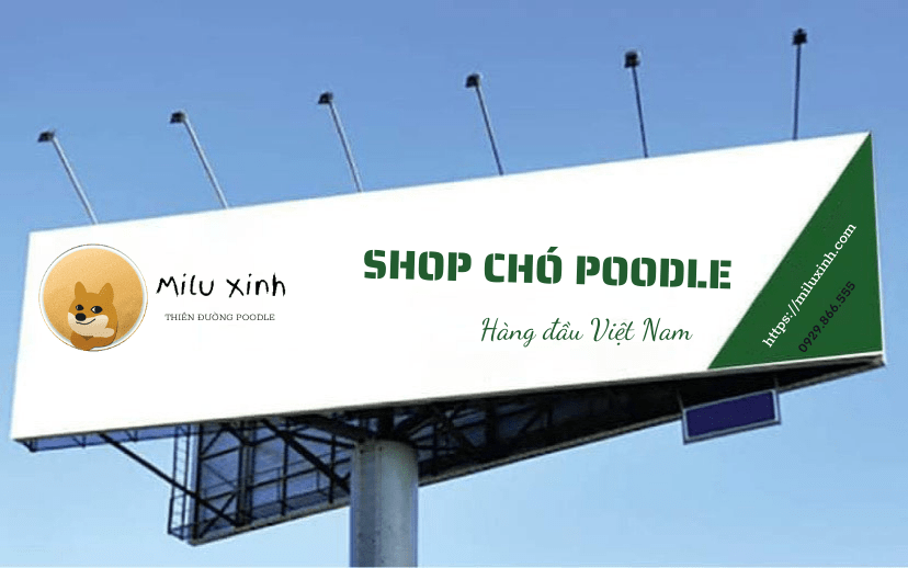 Top 5 địa chỉ cửa hàng bán Chó cảnh uy tín, giá rẻ ở Hà Nội [2021]